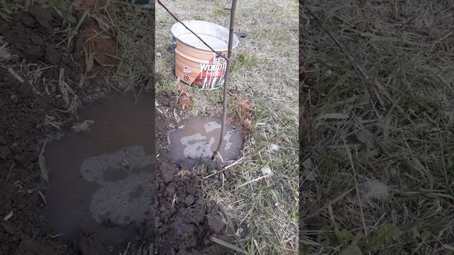 Начало сада положено