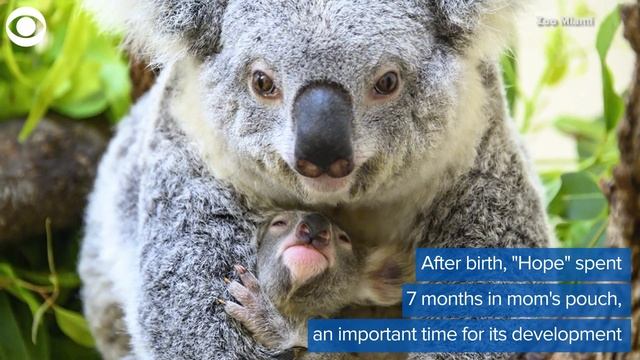 Baby Hope the Koala
