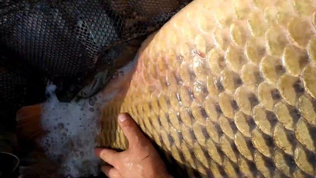 Monster carp Nina !