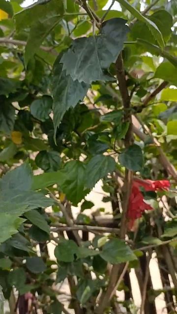 Hibiscus 🌺 pink flower #hibiscus #youtubeshorts #viral #ytshorts #vuralvideo
