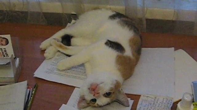 Кошка Кузя на столе 71 -:)