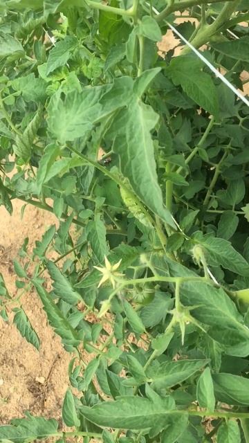 Wasp laying parasitic eggs on hornworm