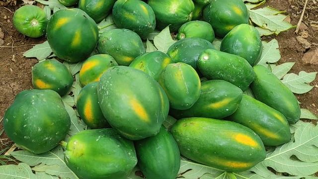 redlady papaya crop harvest Karnataka