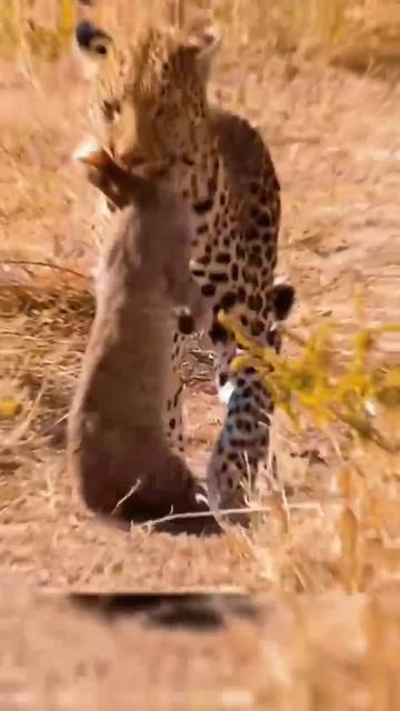 venganza de la leona #animales #salvajes #animals #animalessalvajes #safari #leones