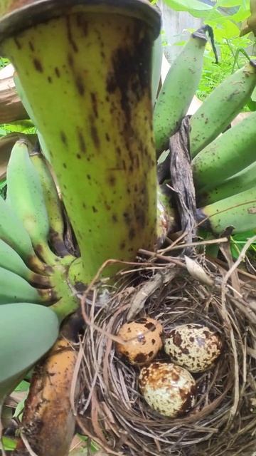 Nest of Egg Bird in Banana EP#00978 #Eggshells #Feathered #Nests #Egg laying #Hatching  #wild