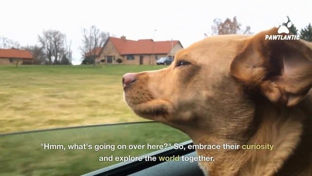 The Wagging Tail Mystery: Unraveling the 5 Reasons Behind Your Dog's Excessive Happiness!