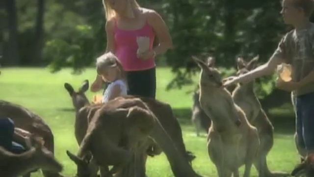 15 seconds of the Lone Pine Koala Sanctuary experience