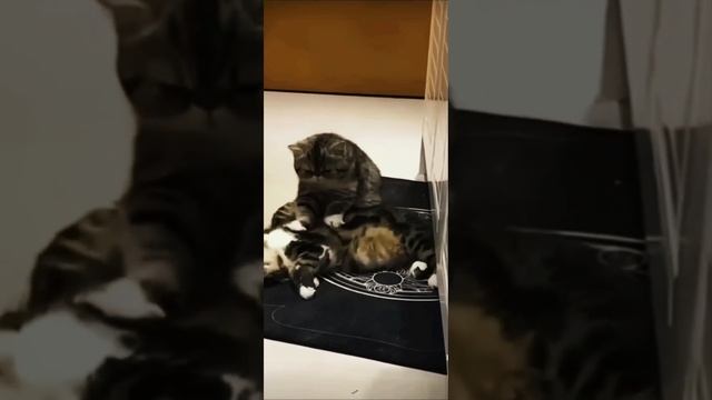 Подборка лучших,милых моментов с животными| #животные #video #cat