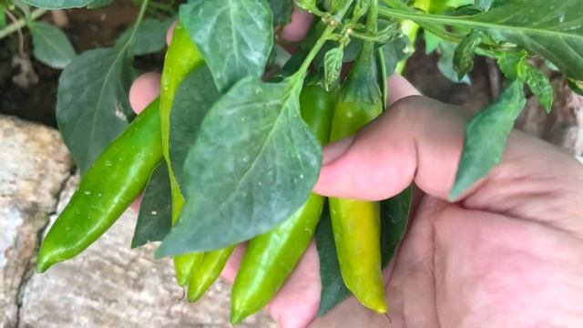 Chilli Plant Summer Care | Requirements for Watering, Sunlight, Fertiliser