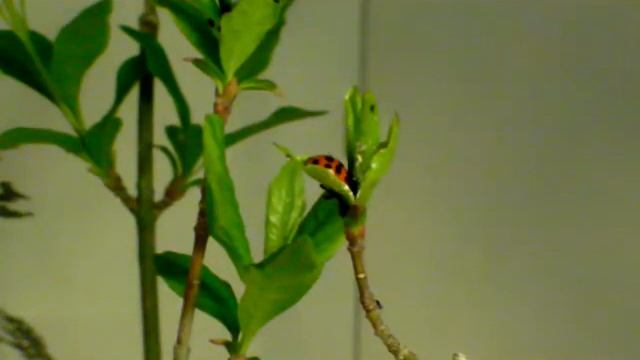 DansBonsai - Parassiti cattivi e parassiti buoni