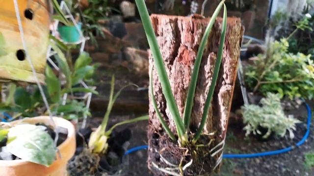 Unboxing Anggrek Unik - Trichocentrum Jiali Cebodens - Jenis Oncidium yg mirip Paraphalaenopsis