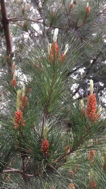 Monterey pine - leaves & male cones - April 2019