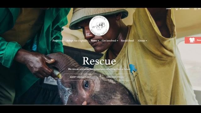 Bay Area teen creates fashion business to help foster elephants in need