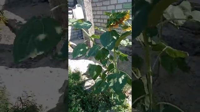подсолнечник