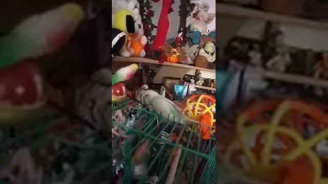 144p_22_Говорящий_попугай_и_Шура_Стоун