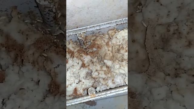 hasil monitoring di kawasan ruko kata wisata,terlihat rayap jenis Coptotermes,jenis rayap yang pali