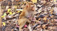 After seeing mother and baby monkey p😂00rly, we try to feed them for life better