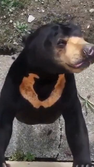 Sun bear #animals #bear #shortvideo #sunbear #shorts