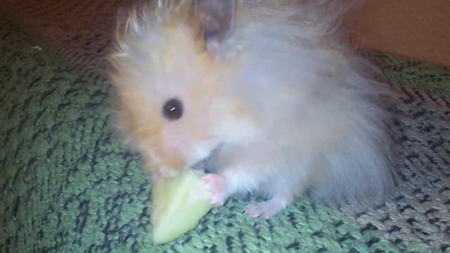 Хомяк кушает/ hamster eat