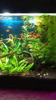 Берлинские меченосцы