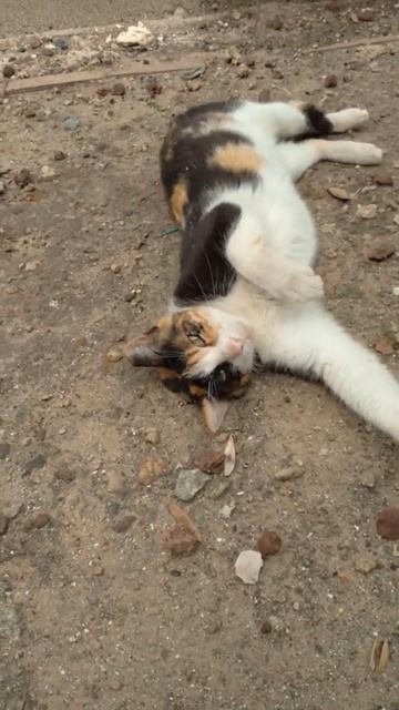 Нападение дикой трёхцветной кошки😸 Wild calico cat attack. Kucing lucu. Lustige katzen. Chats drôle