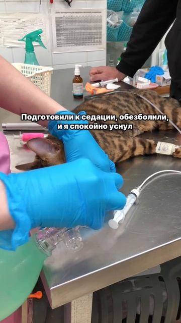 Тигра съела крышечку. Достаем без операции. Гастроскопия