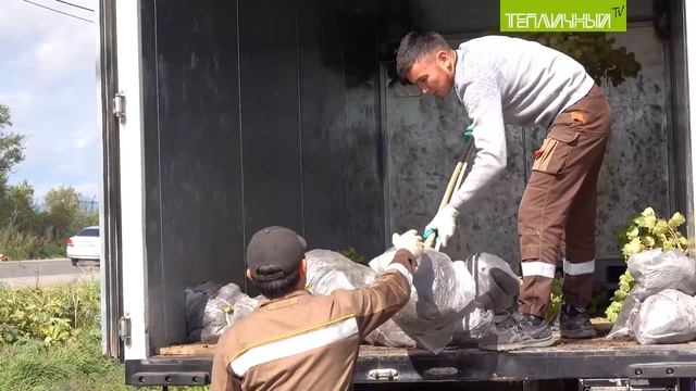 Более 250  деревьев и кустарников высадил "Тепличный" вдоль своих полей