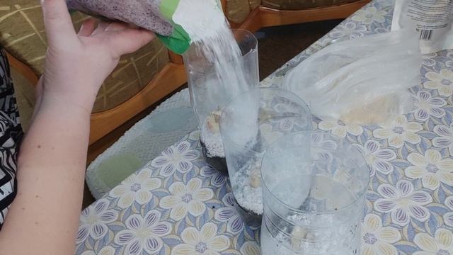 Посадка Лилии трубчатой