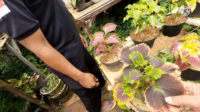CEK HARGA MIANA || TURUN APA NAIK YA.#hargabungamiana #cekhargamiana #bungamiana