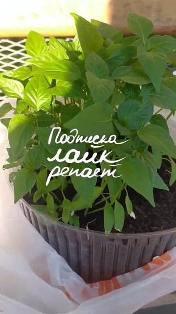 Сажать перцы? Или уже поздно?