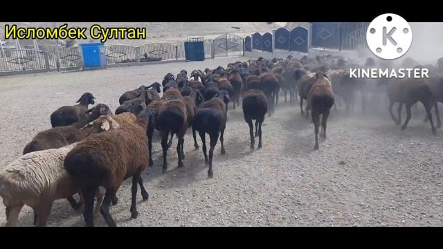Молбозори Душанбе Оптом 2022 г.