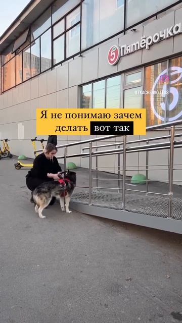 #блог #собаки #хаски #мем #хаскивквартире #животные #видео #воспитание #кинолог #хаскивидео