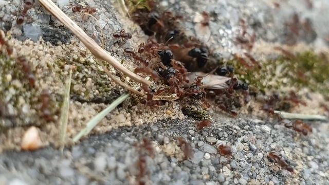 🐜 Tetramorium caespitum - Rójka 2020