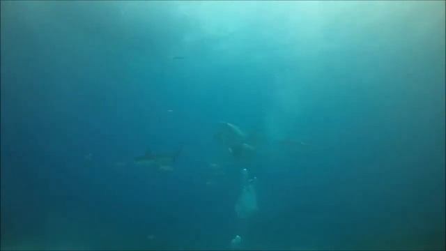 Bobs Bahamas Shark Diving July 2014