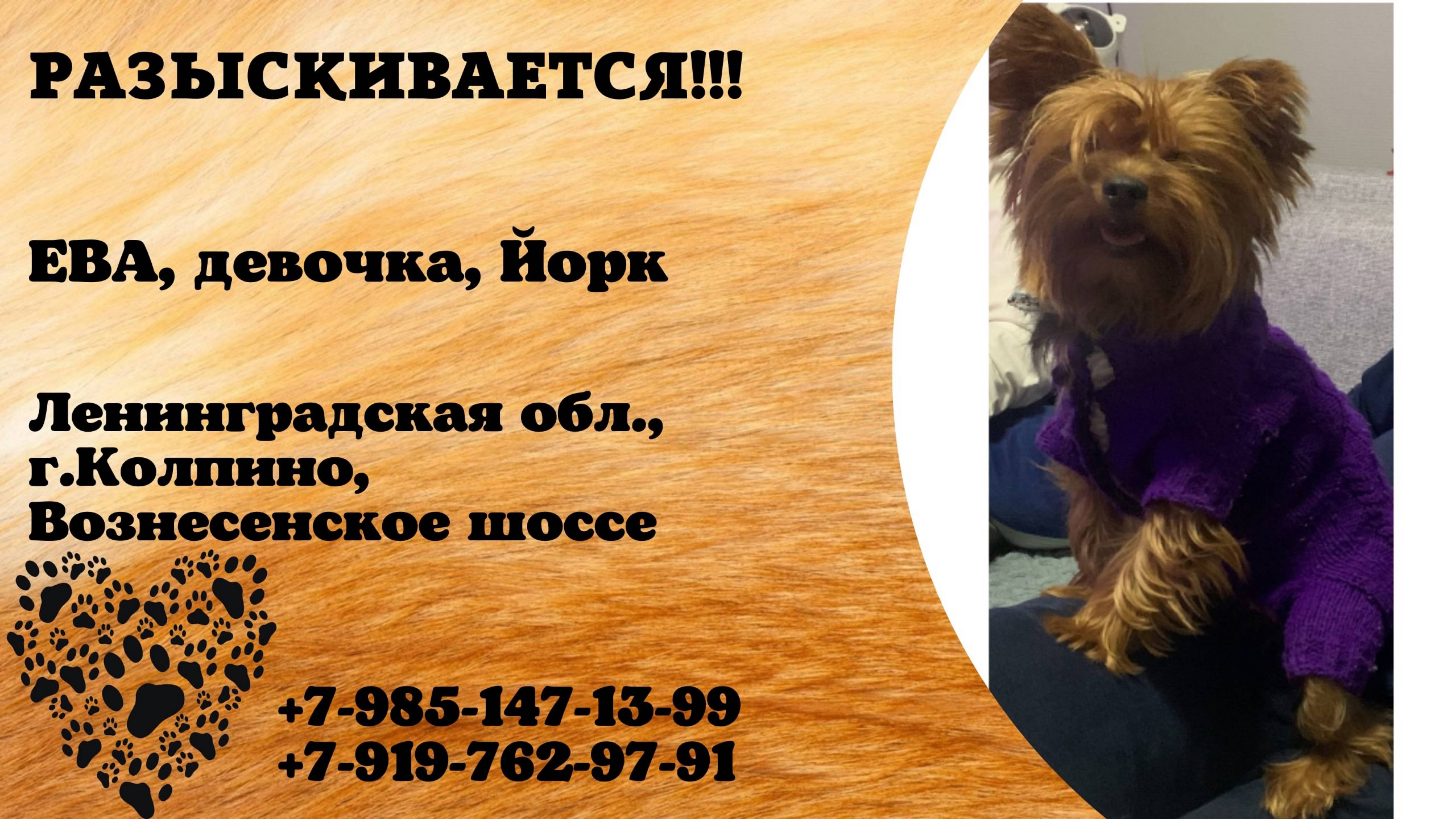 Пропала собака! ЕВА. девочка. Йорк. Ленинградская обл, г. Колпино
