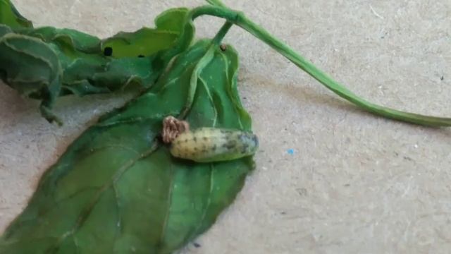 Common Cerulean Butterfly Life-cycle