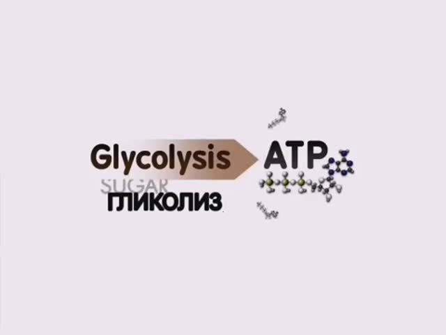 Гликолиз, углублённо