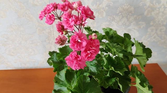 Пеларгония Ю_Сакура. Идеальный розовый цвет
