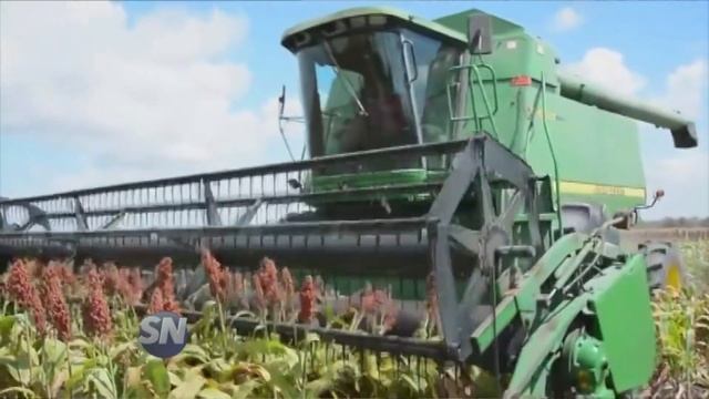 SN EL SORGO EN MAIZAR