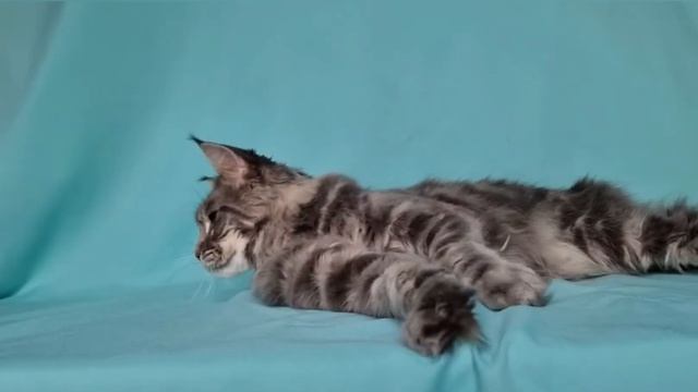 Кошка 2 года как котенок