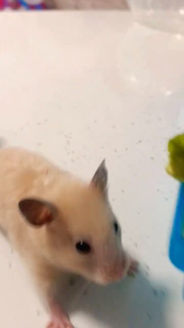 Манюня