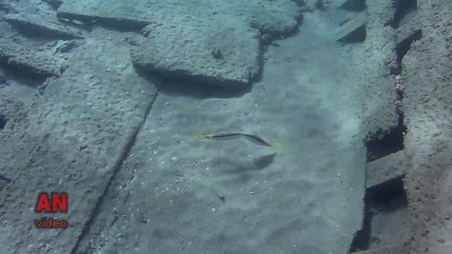 Goatfish - life and love