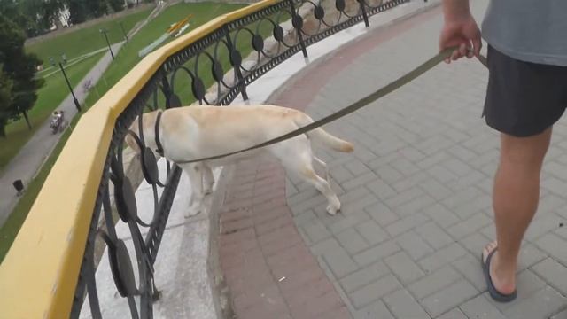 Я превратилась в Элис!Яд!!!