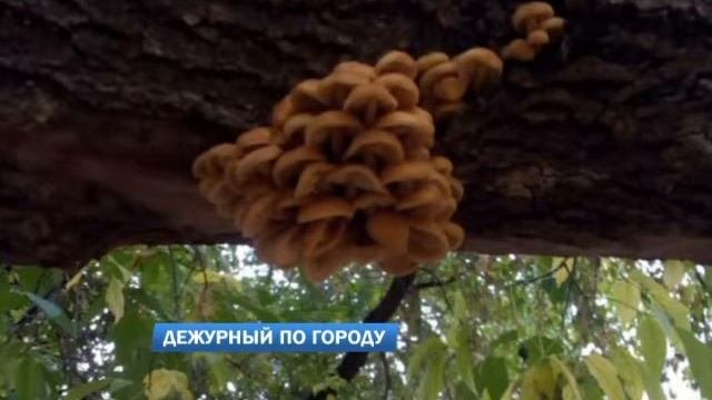 Дежурный по городу 07.10.2016