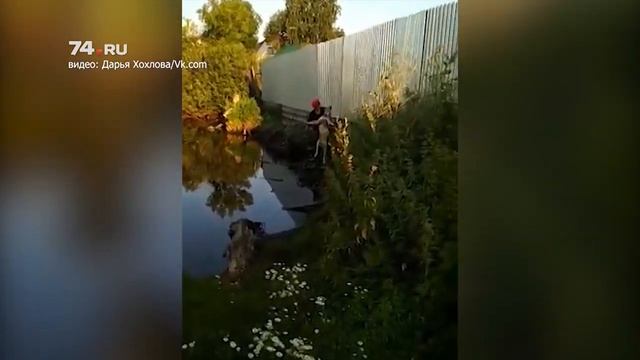 Волк съел гусей