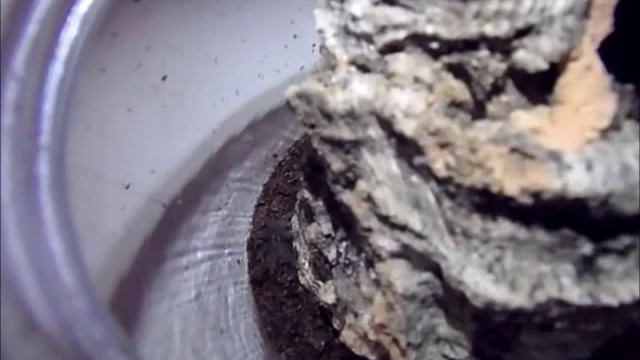 Tarantula Feeding and Handling! No.1