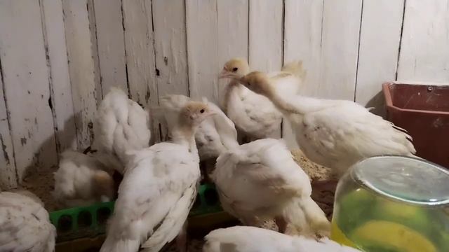 Мой опыт. Только мой. Индюк ХК 21 день