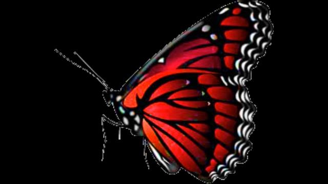 Kupu-kupu yang indah dan beracun