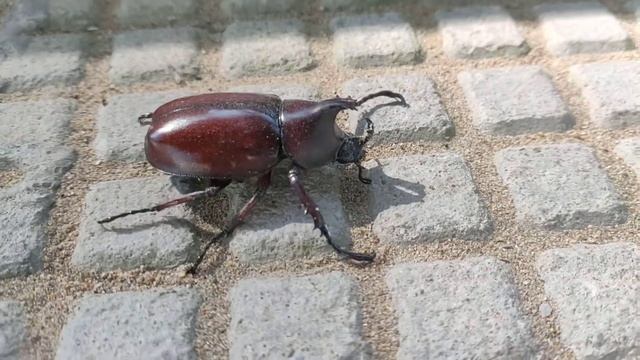 Dynastinae or Rhinoceros Beatle from Northeastern India, Jorhat Assam.