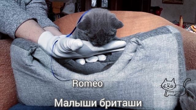Очень маленькие британские котята на видео